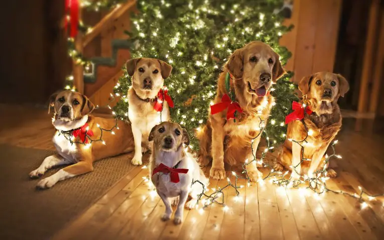 Top 10 Fun Ways to Celebrate Christmas with Your Dog |