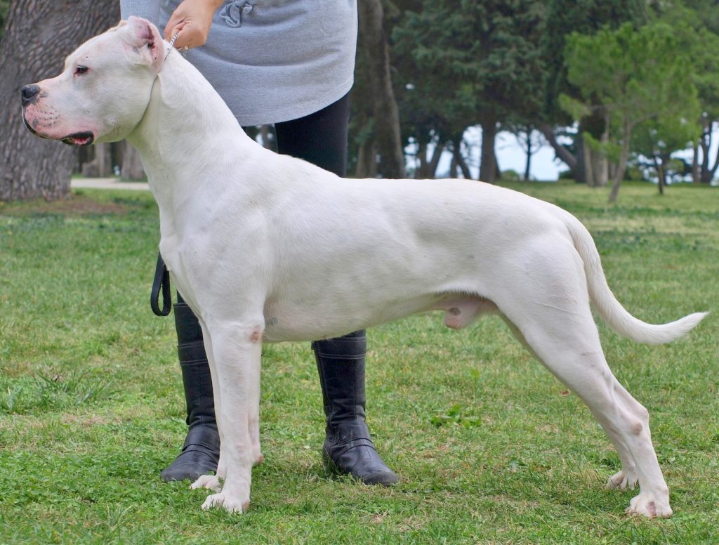 Which big dog can kill a wolf- The Dogo Argentino