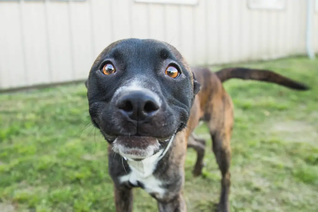A dog smiling at the camera