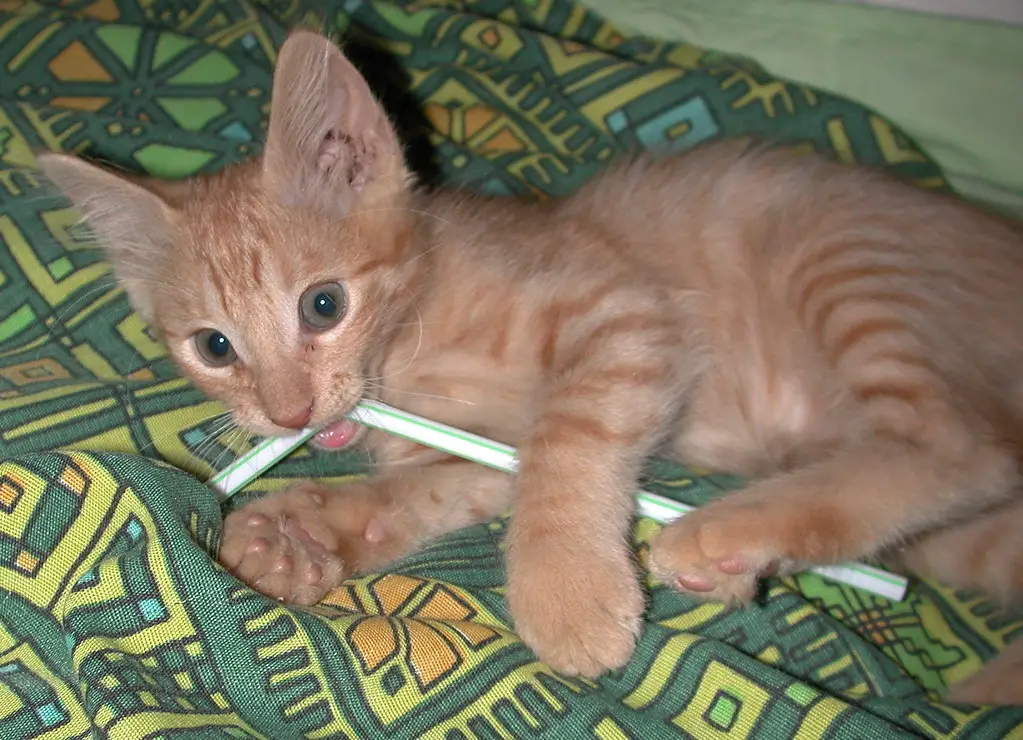 When Do Kittens Lose Their Baby Teeth?- A kitten chewing on a straw