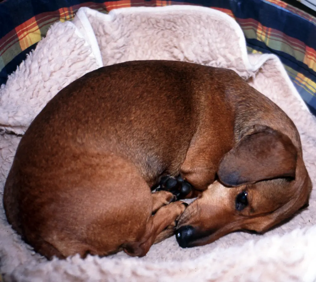 Why are more pets euthanized during the holidays?- A sad dog sleeping on a blanket