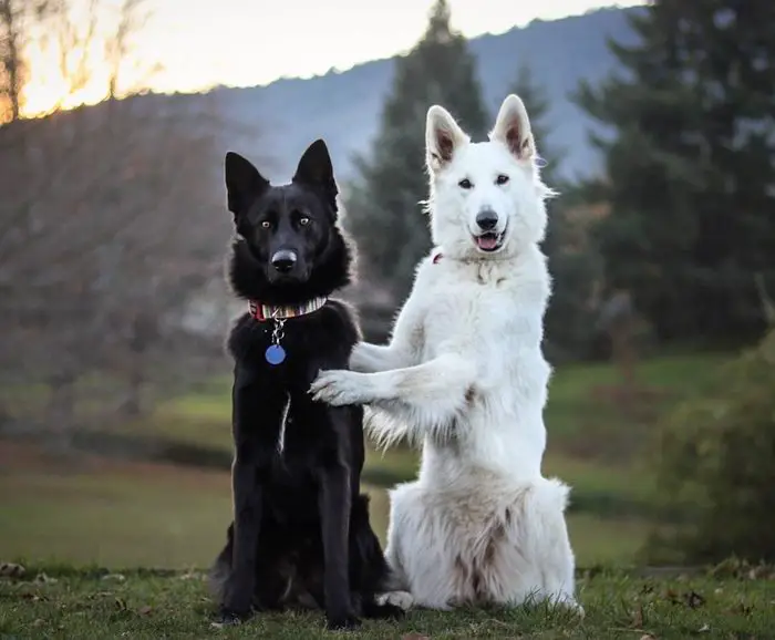 These Dog Wedding Photos are The Best Photos I've Seen All Year |