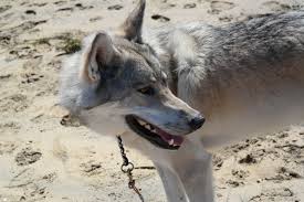 The Wolfdog