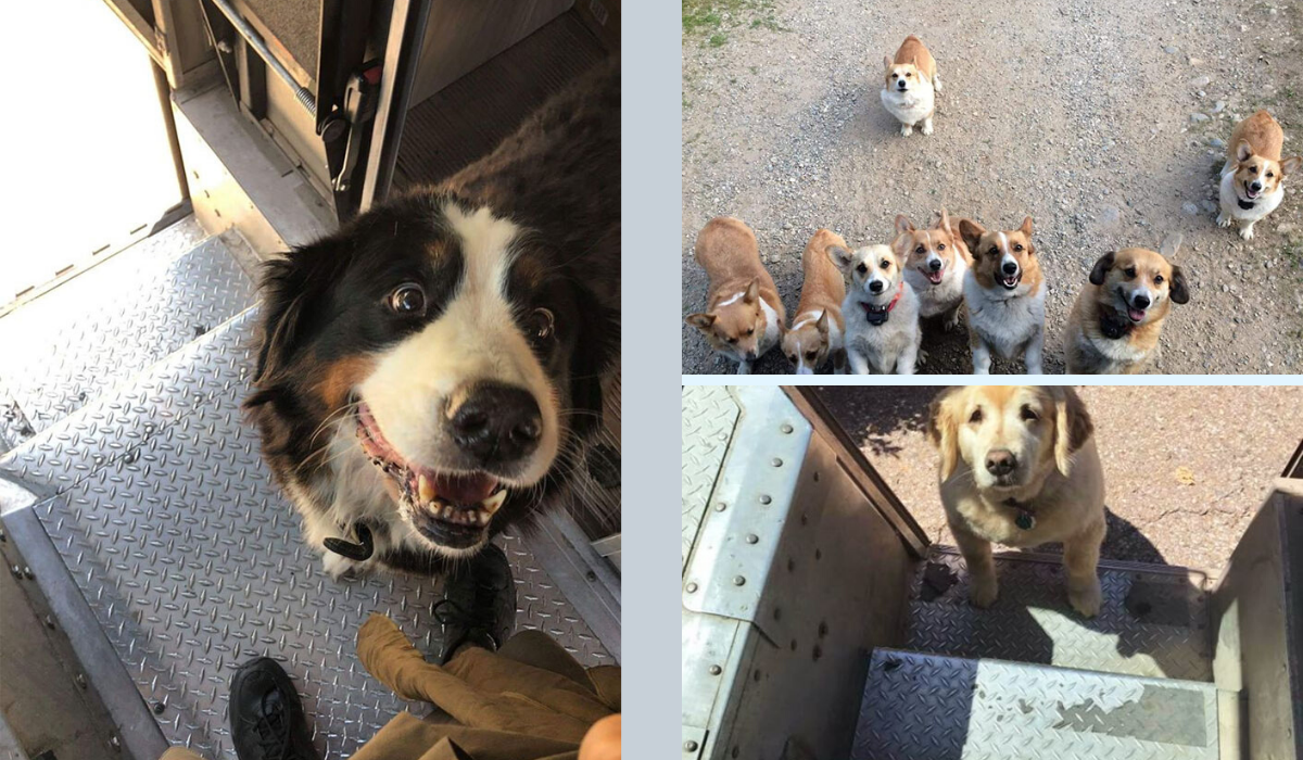 UPS Drivers Have a FB Group About Dogs They Meet, And It's The Coolest Thing Ever! |