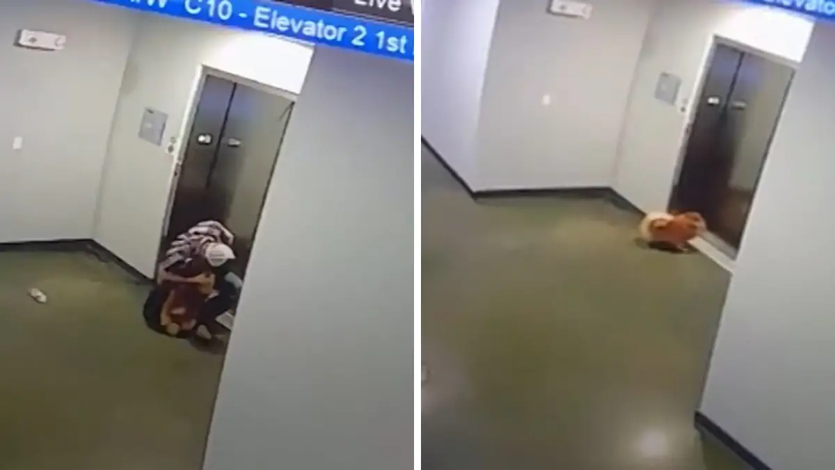 Woman Went Into Elevator But Her Dog Didn't, then the Door Closed |