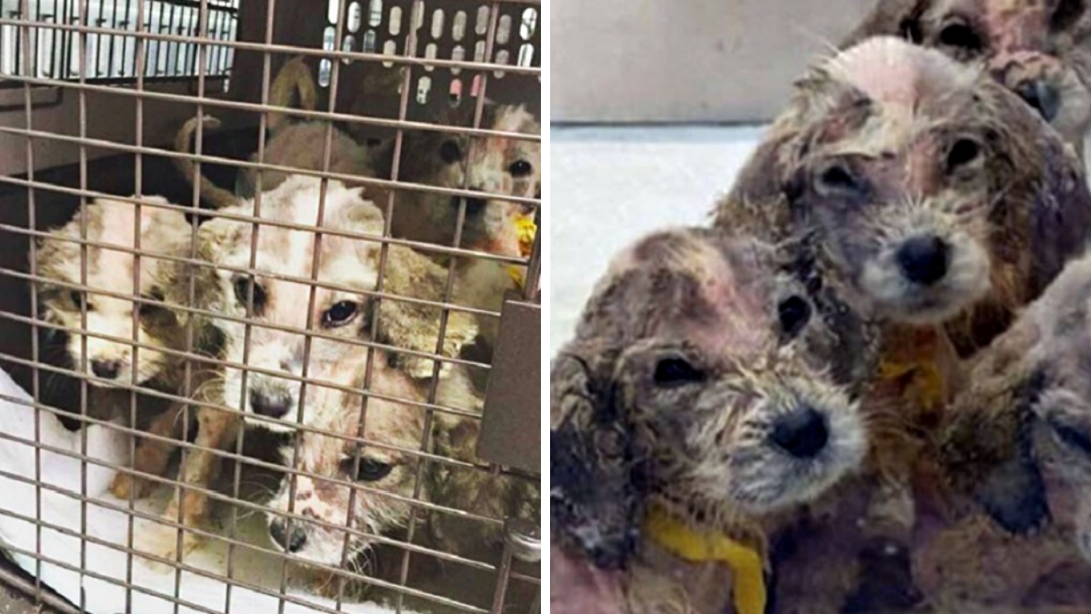 Man Rushes to Miraculously Save 6 Puppies From a Terrible Fate |