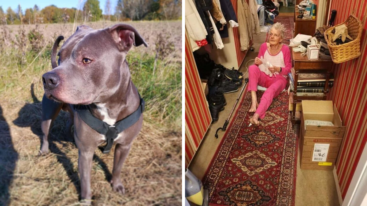Woman Who Didn't Like Pitbulls, Then Her Neighbor's Dog Did This |