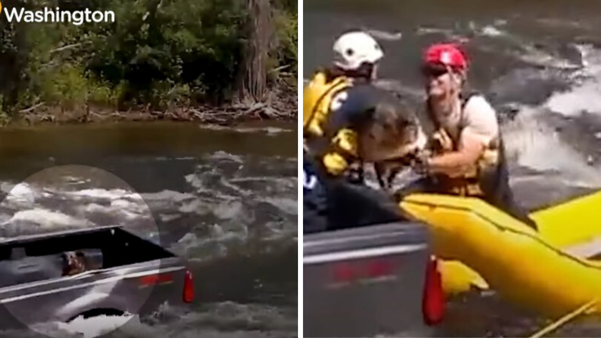 People Rush to Rescue Dog Trapped on A Drowning Truck in River [Video] |
