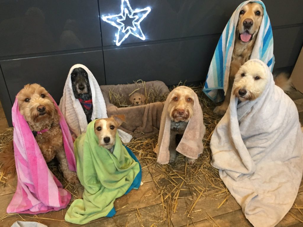 This is The Best Nativity Play Ever - Starring All Dogs! |