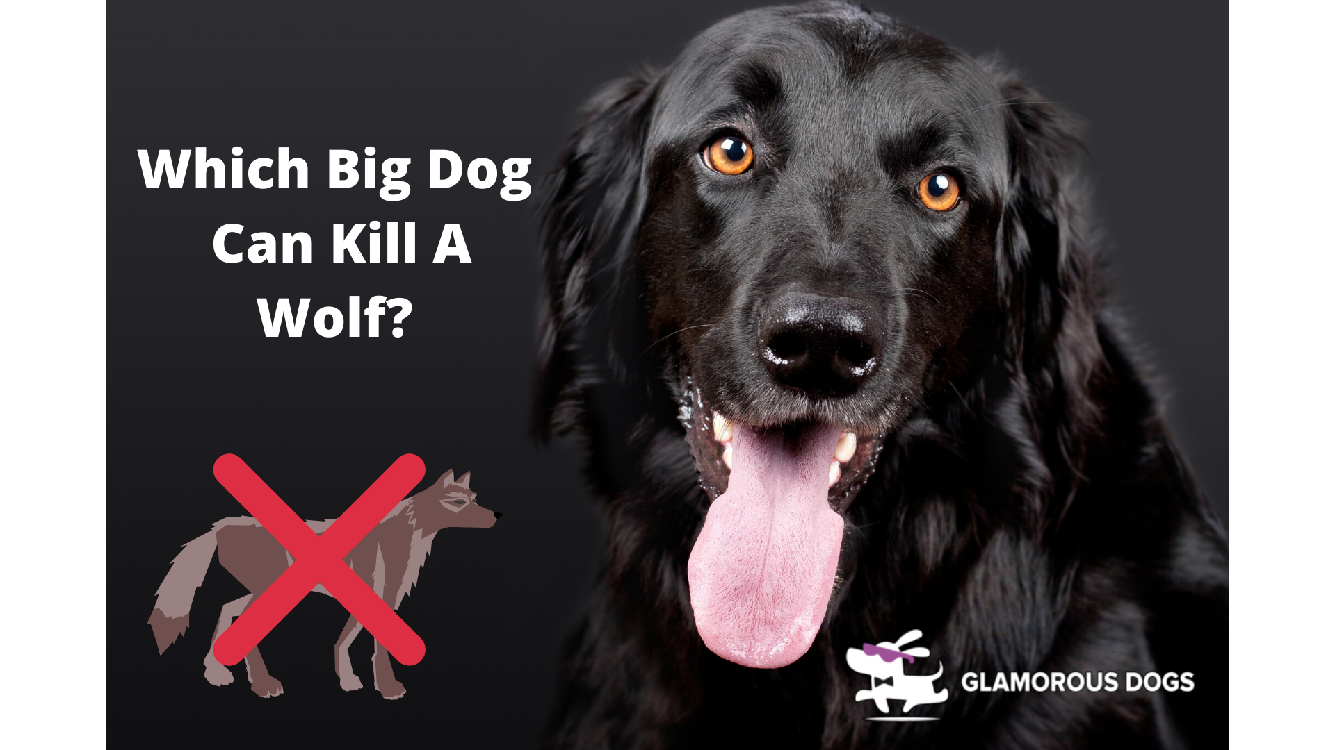 Which Big Dog Can Kill A Wolf Glamorous Dogs