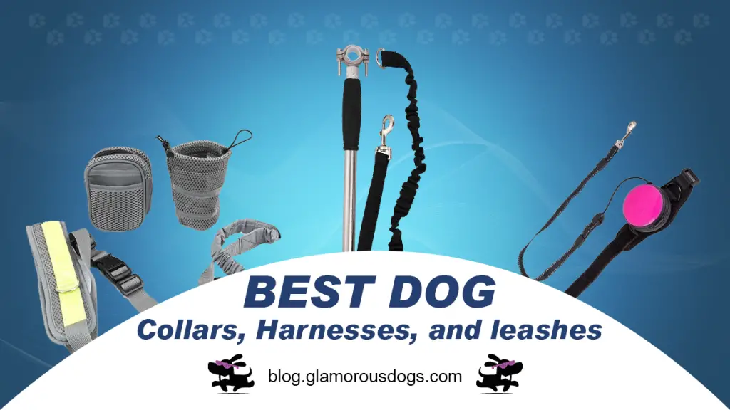 What Your Dog Needs |
