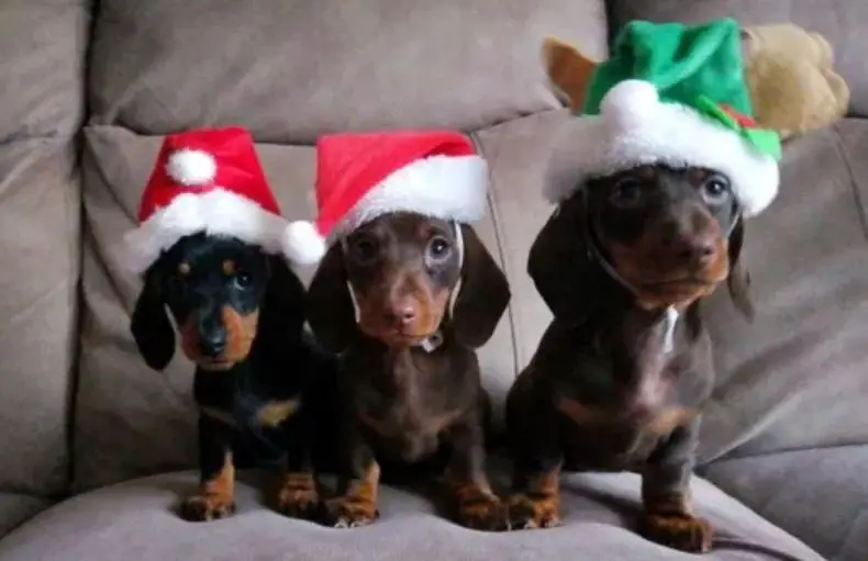 This Man and His 17 Sausage Dogs Have Created the Most Perfect Christmas Photos EVER |