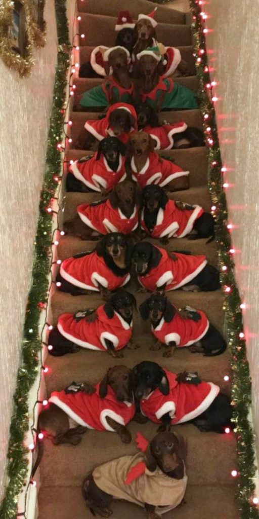 This Man and His 17 Sausage Dogs Have Created the Most Perfect Christmas Photos EVER |