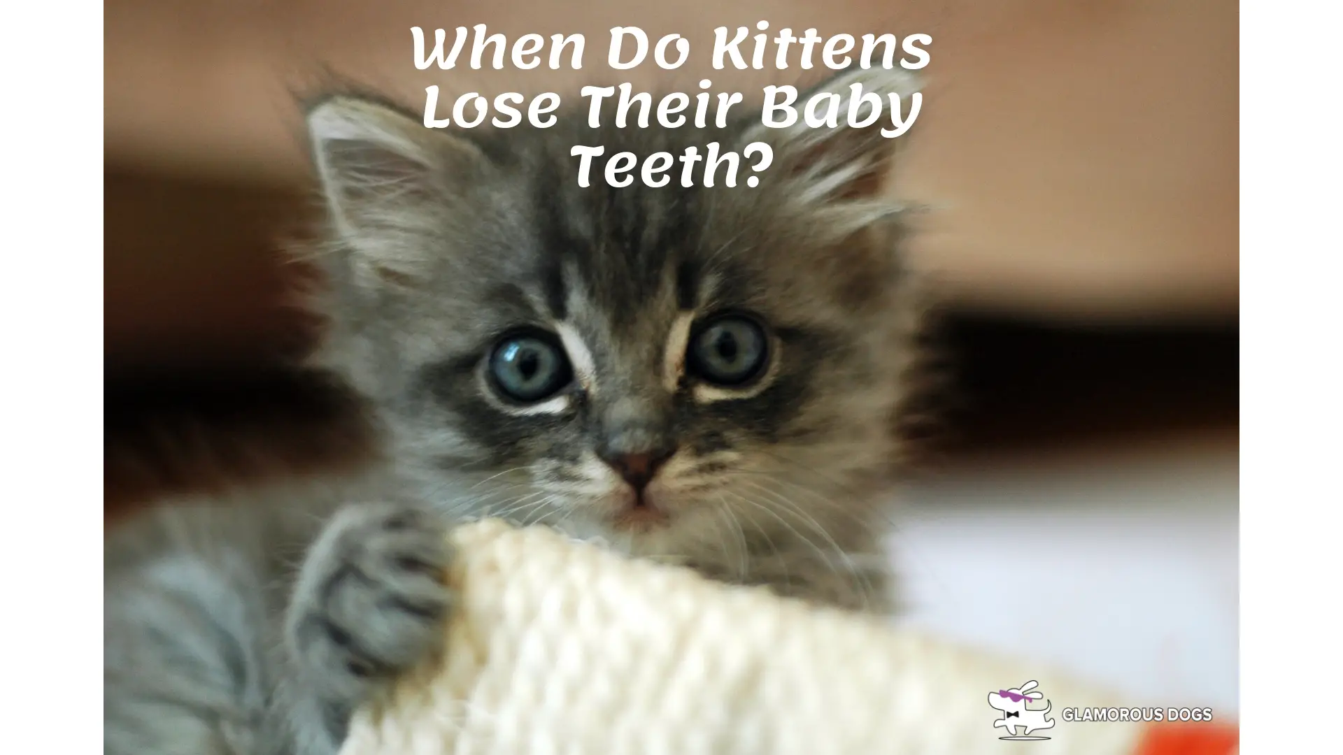 When Do Kittens Lose Their Baby Teeth? |