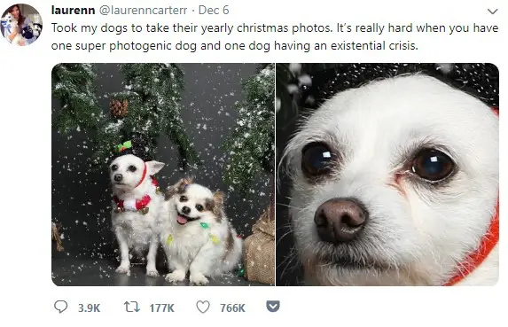 A Dog is Having an Existential Crisis In His Christmas Photos And We Can All Relate |