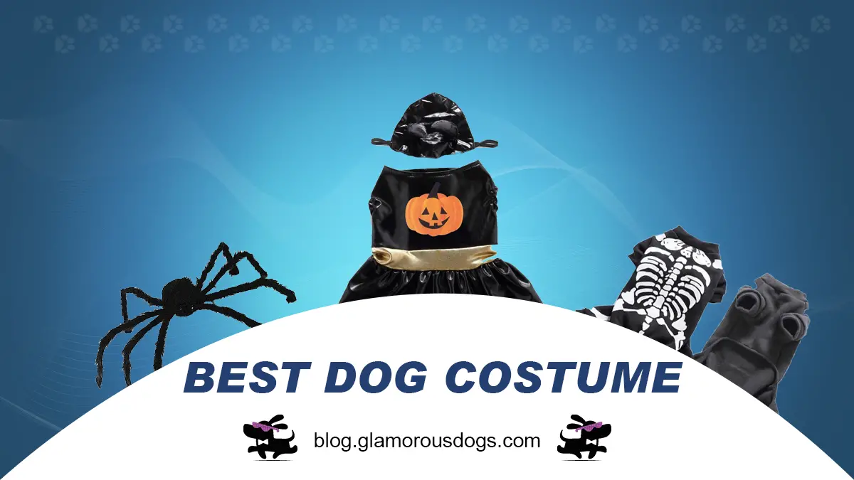 The Right Dog Costume for the Right Occasion-Don't Miss! |