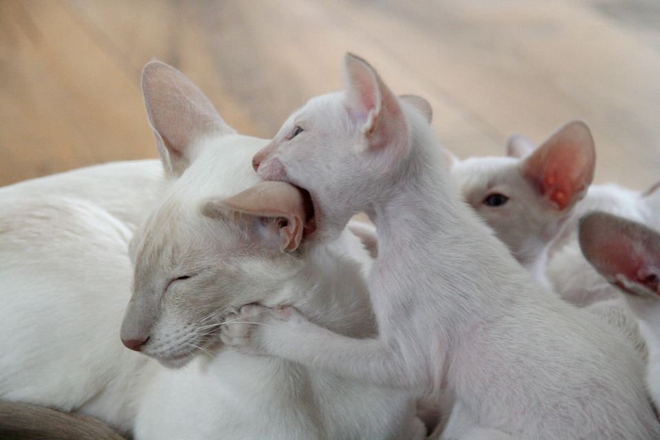 When Do Kittens Lose Their Baby Teeth? A kitten biting playfully on their mother's ear