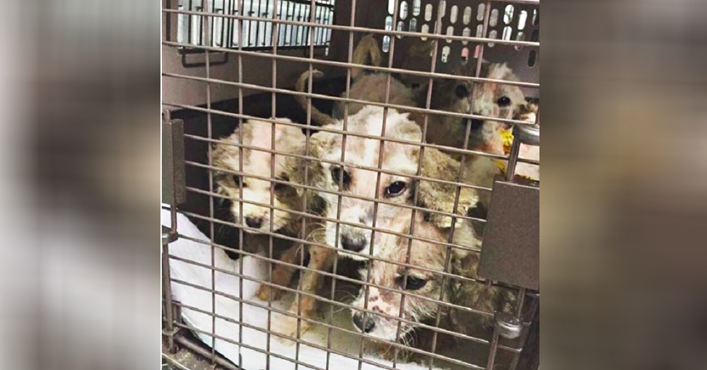 Man Rushes to Miraculously Save 6 Puppies From a Terrible Fate |