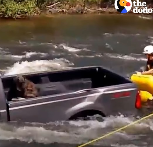 People Rush to Rescue Dog Trapped on A Drowning Truck in River [Video] |