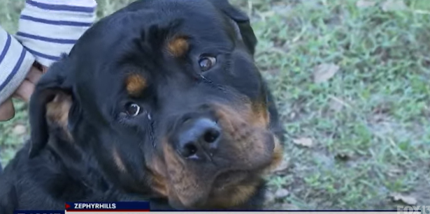 Two Rottweilers Rescue Woman's Horses from Gang that Wanted to Kill Them for Meat |