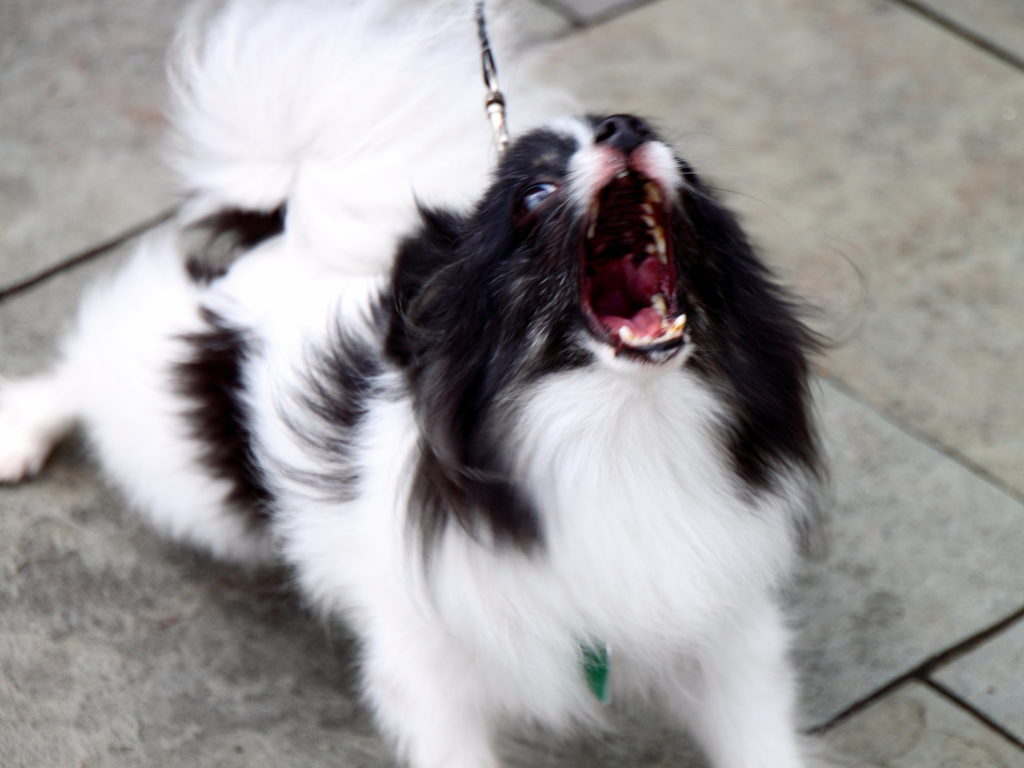 What Can You Do About Your Neighbor's Aggressive Dog- An aggressive dog