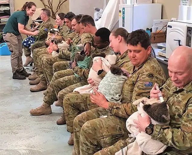 Soldiers On Duty Are Spending Their Rest Time Caring for Rescued Koalas |