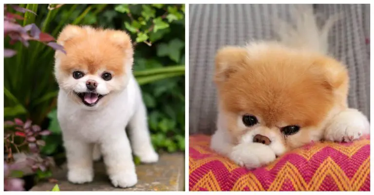 World's Cutest Dog Dies From Broken Heart |