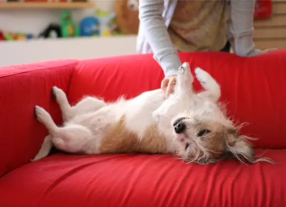 Why Do Dogs Like Belly Rubs? |