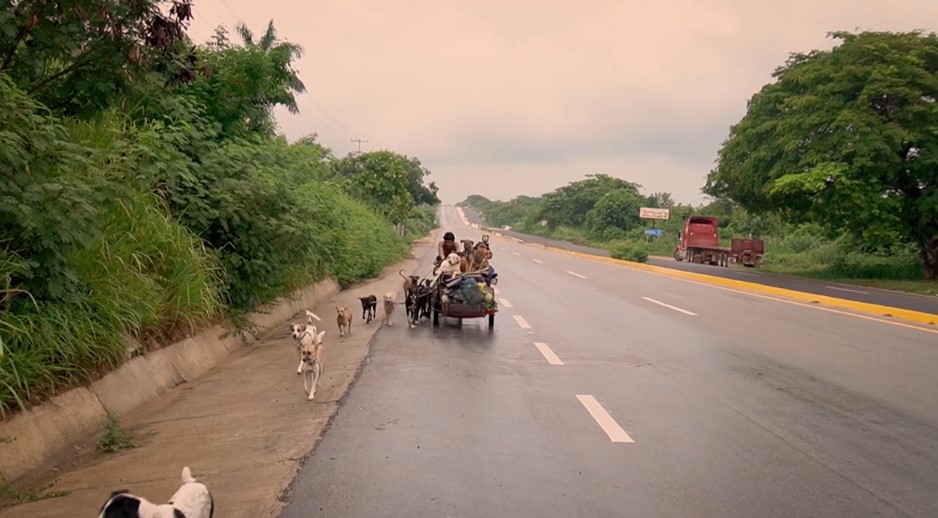 Mexican Man Travels Around Country With Cart to Save 500 Dogs in Need |