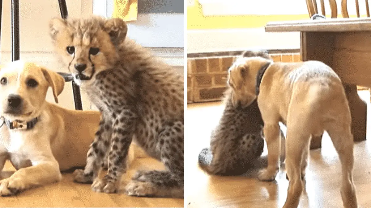 Nervous Cheetah Given A Support Puppy, Will He Calm Down? |