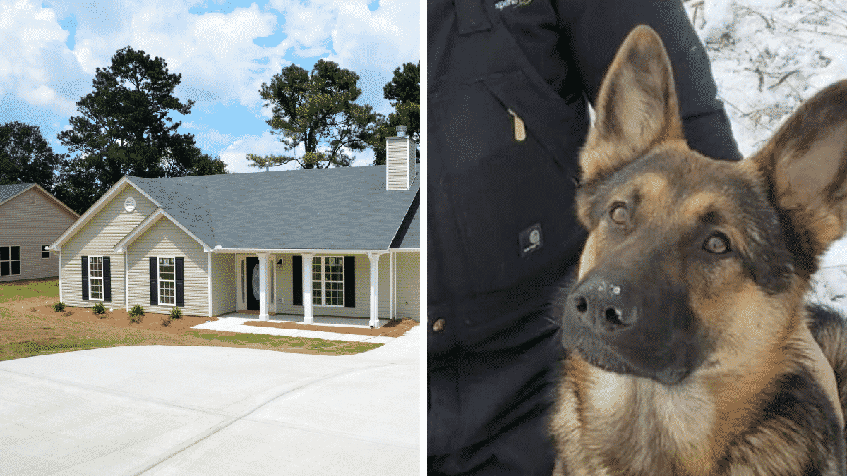 Man Follows Bloodtrail of His German Shepherd to His Neighbor's House, Discovers He was Shot |