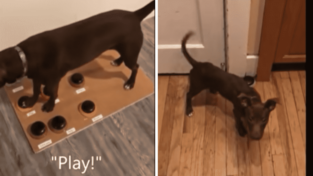 Woman Teaches Her Dog to Speak Using Buttons, Dog Makes Amazing Progress! |