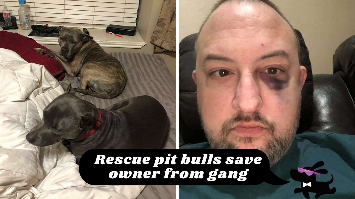 Rescued Pitbulls Save Owner's Life and House from a Gang Attack |