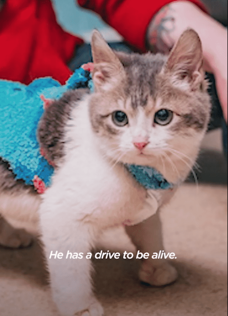 This Cat Will Stay a Kitten Forever, And He Fights for His Life Everyday |