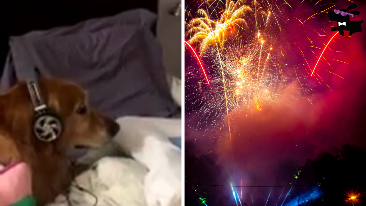 This Dog Found a Funny Way To Cope with New Year's Eve Fireworks [Video] |