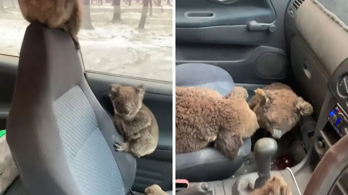 Aussie Teens Are Driving Around Rescuing Koalas from the Fires |