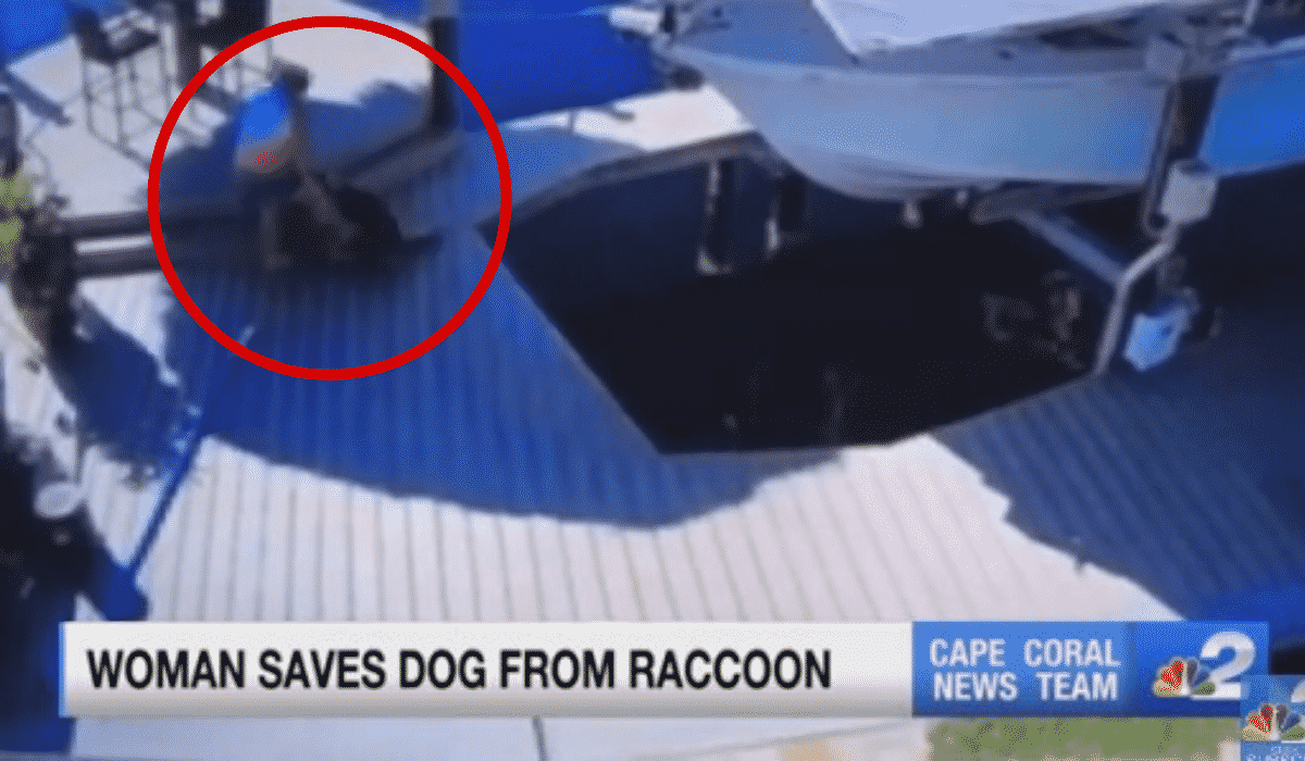 Watch: Woman Rushes to Save Dog From Vicious Racoon |