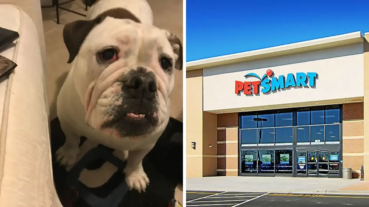Bulldog Crushed To Death in a PetSmart Salon |