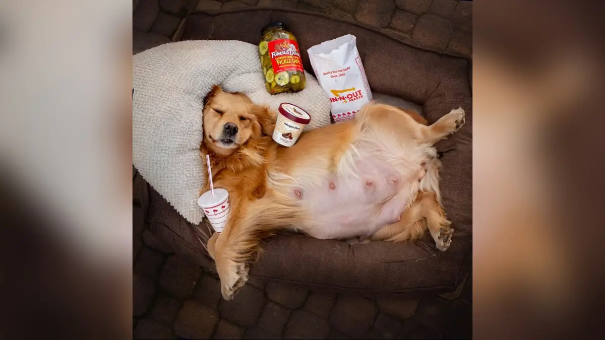 No one Will Ever Beat This Golden Retriever’s Pregnancy Announcement