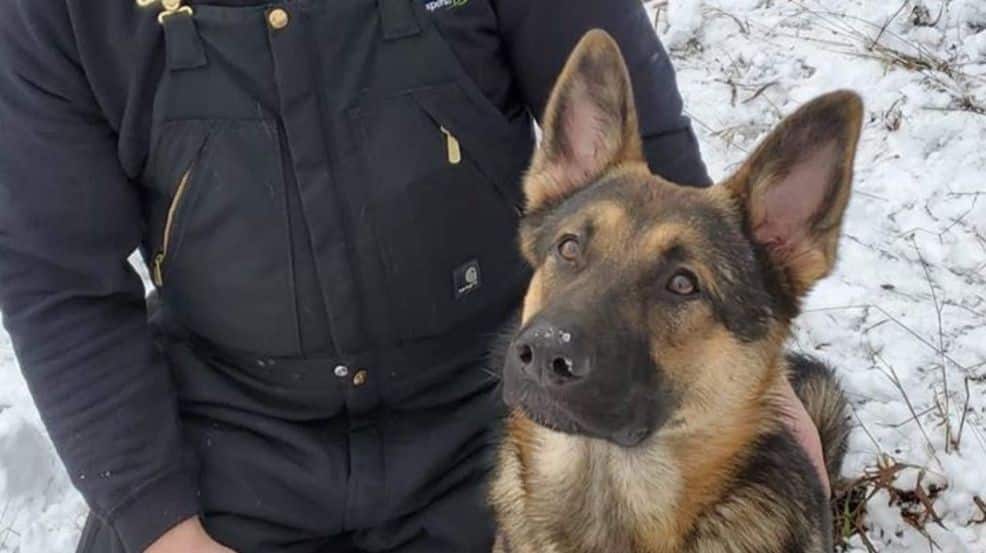 Man Follows Bloodtrail of His German Shepherd to His Neighbor's House, Discovers He was Shot |