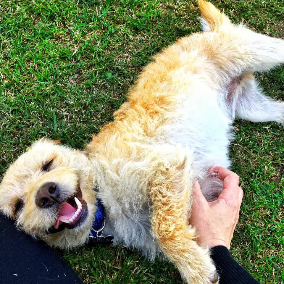 Why Do Dogs Like Belly Rubs? |