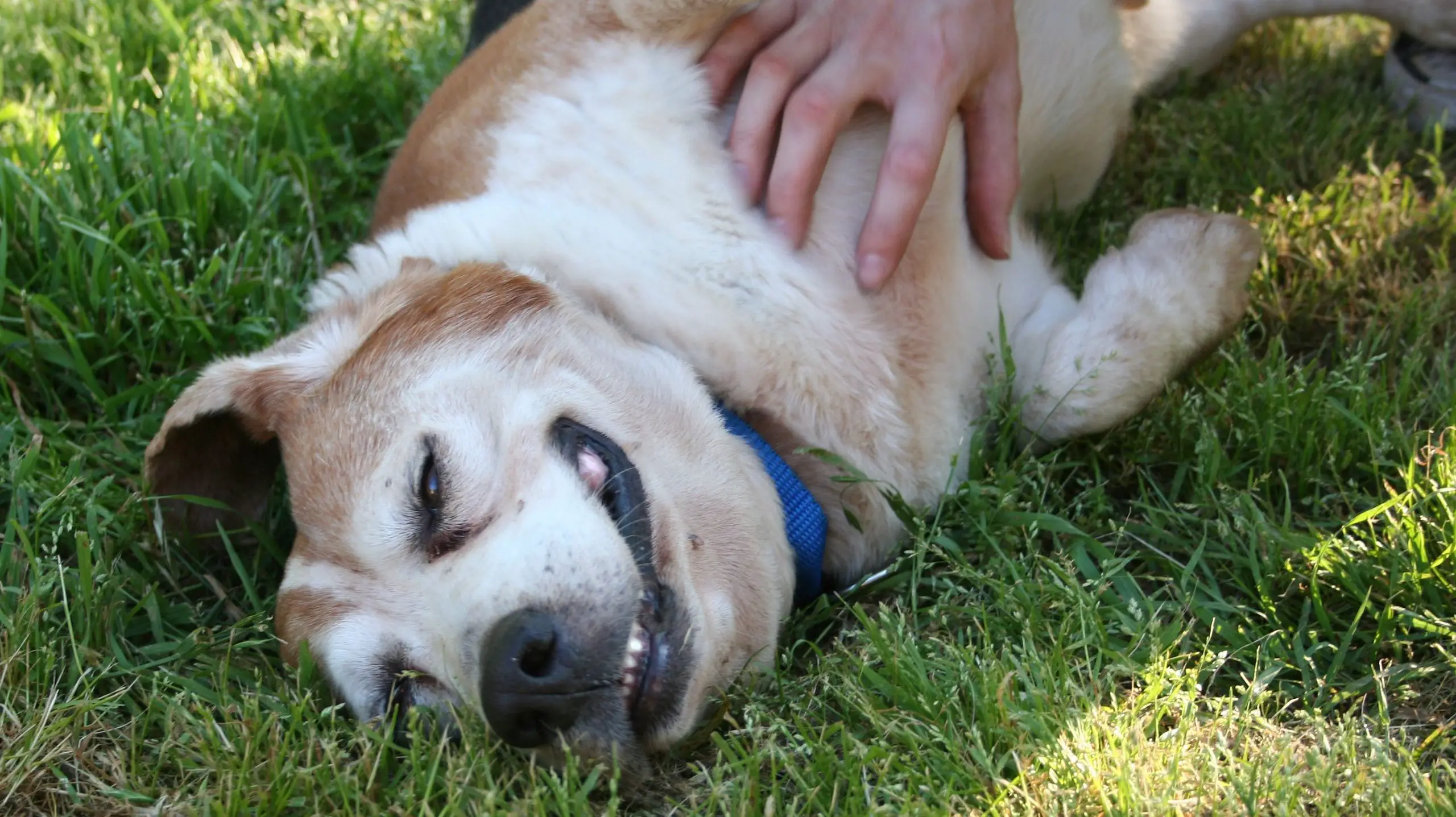 Why Do Dogs Like Belly Rubs? | Glamorous Dogs