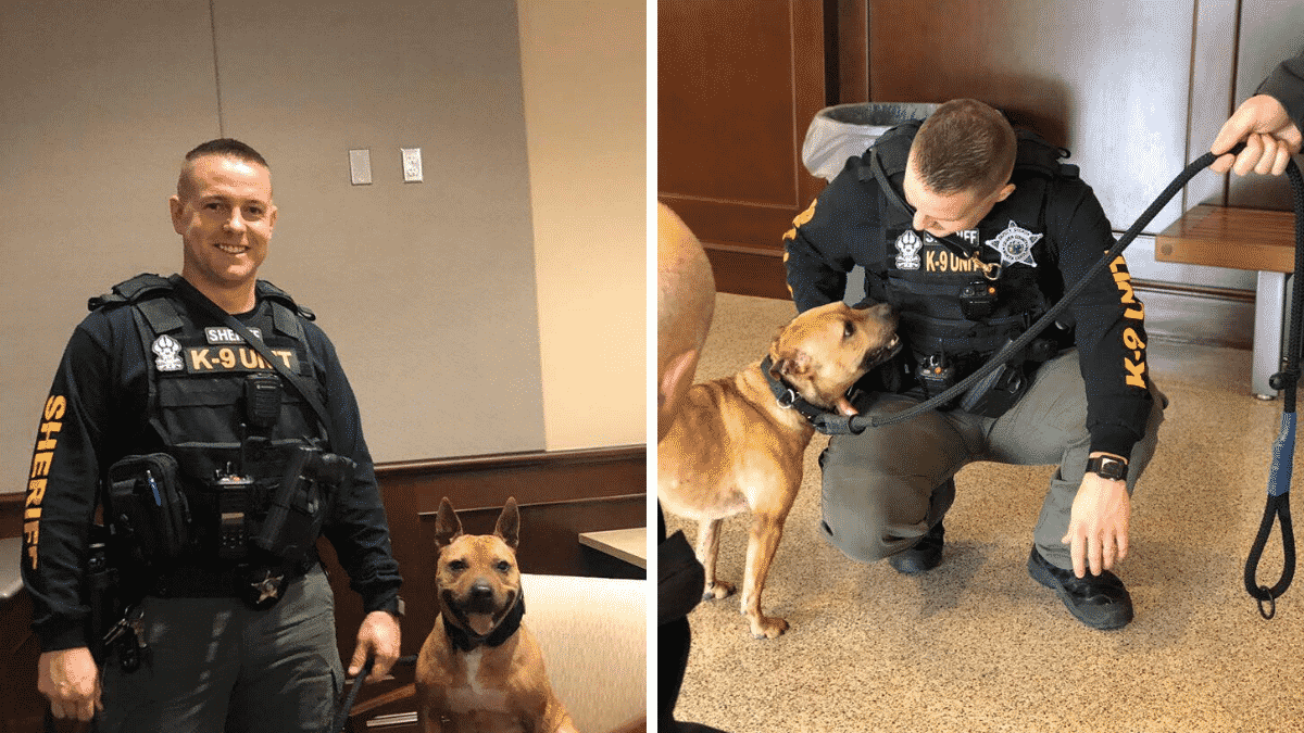 The Story of How A Pitbull Transformed from a Fighting Dog to a K9 Officer Is Absolutely Amazing |