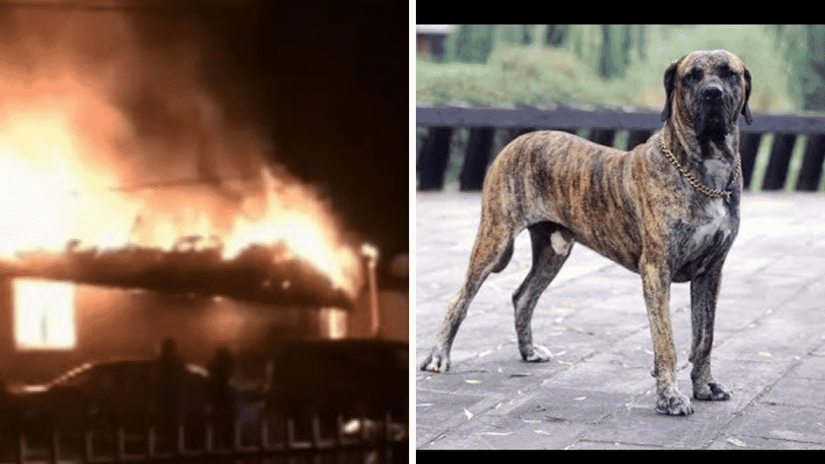 Brave Brazilian Mastiff Dies Saving Owner From Blaze That Destroyed Home |