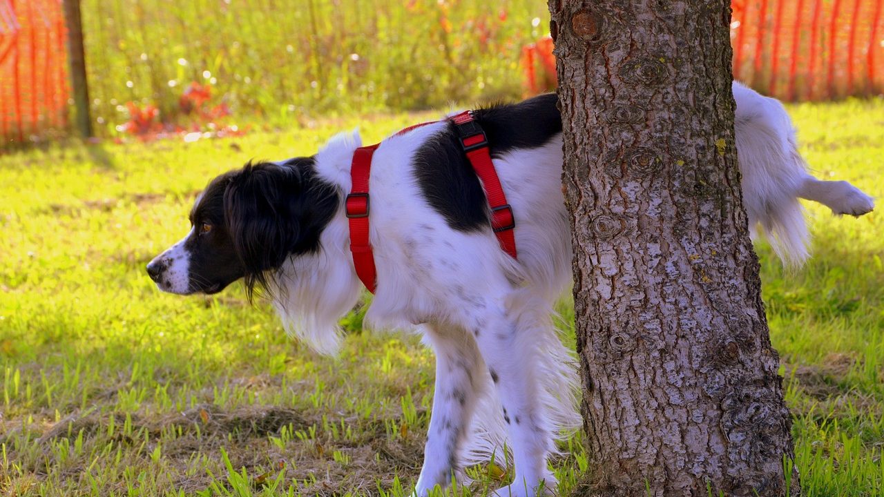 Dog Peeing Positions and What They Mean. |