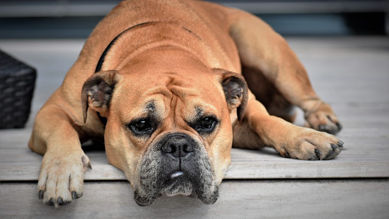 Can Bad Teeth Cause Kidney Problems in Dogs? |