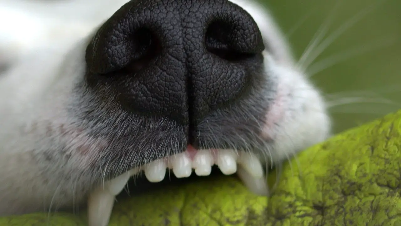 Rotten Dog Teeth-What to Do, and What to Not! |
