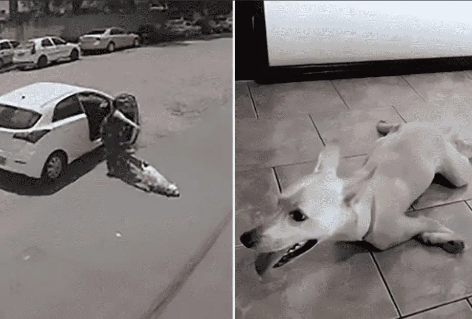 Cruel Owners Dump Dog with No Front Legs Twice in One Day! |