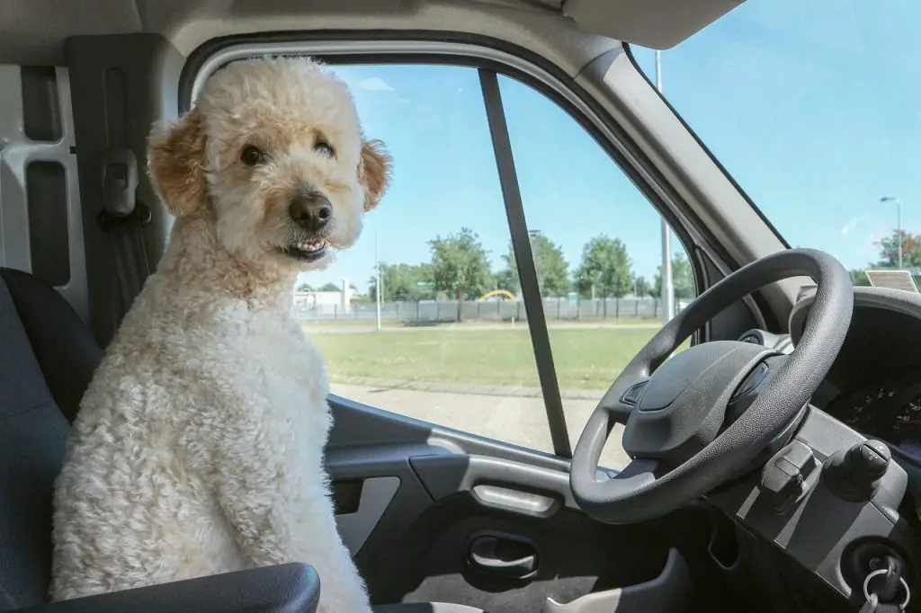 dog in pickup truck