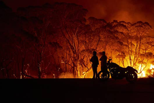 Australia's Fires May Have Wiped Out Entire Species Already! |